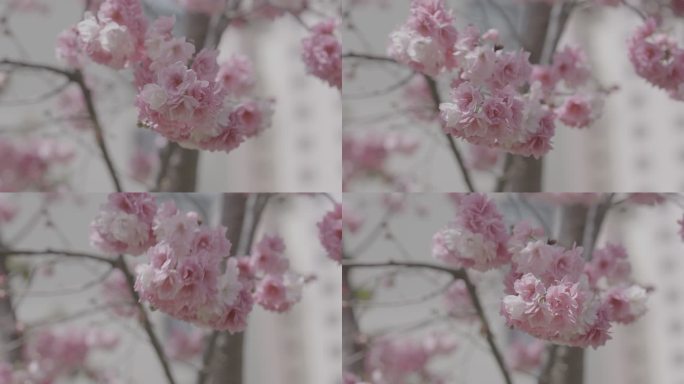 （灰片）4K昆明春天樱花