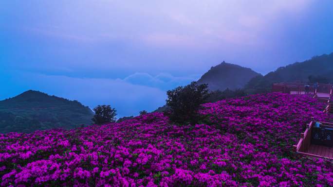 杜鹃花