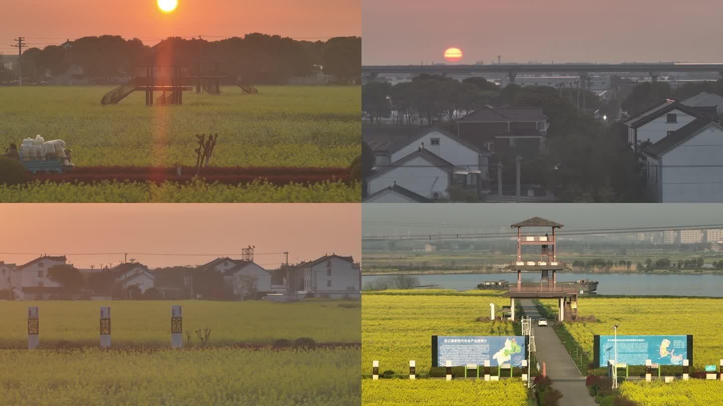 长焦下同里油菜花