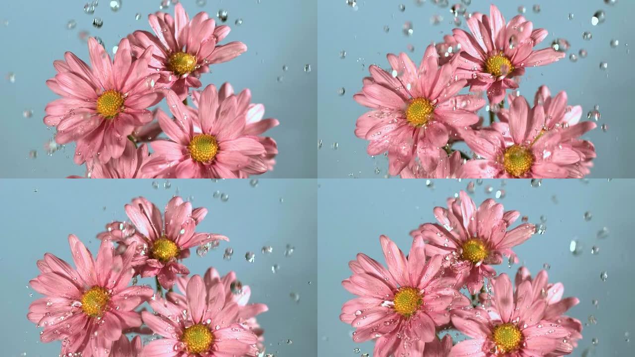水滴以慢动作落在花朵上