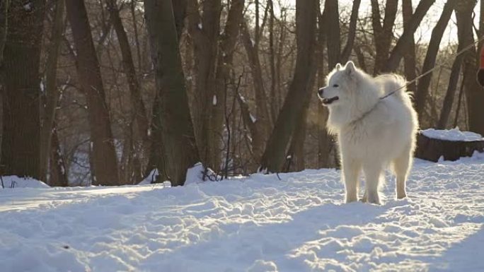 无法识别的人与美丽的萨摩耶犬在冬季公园散步