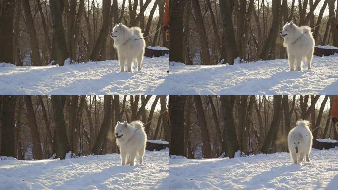 无法识别的人与美丽的萨摩耶犬在冬季公园散步