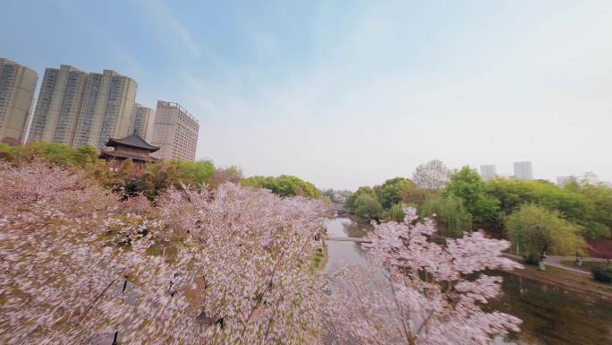 武汉樱花堤角公园古风建筑春天花穿越机航拍