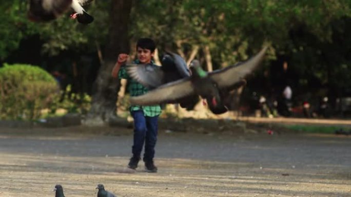 儿童在公园追逐饥饿的街头鸽子，鸽子奔跑并飞走