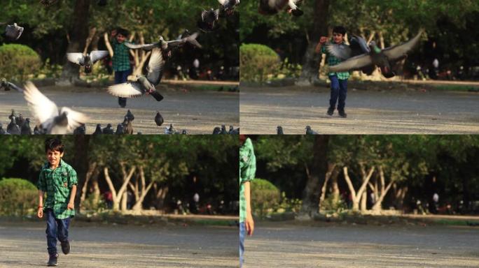 儿童在公园追逐饥饿的街头鸽子，鸽子奔跑并飞走