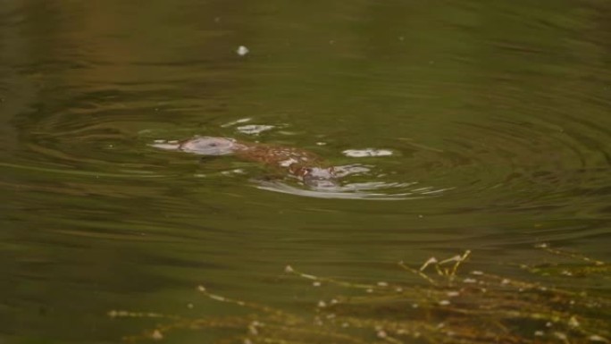 鸭嘴兽-Ornithorhynchus anatinus，鸭嘴鸭嘴兽，在湖中游泳的带有鸭嘴和扁平鳍尾