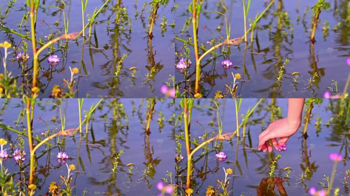 水中飘落的花瓣