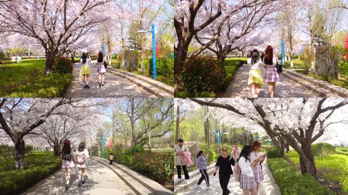 樱花树下散步的两个女生
