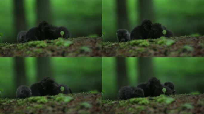 浣熊狗幼崽 (nyctereutes procyonoides) 在森林地面上玩耍