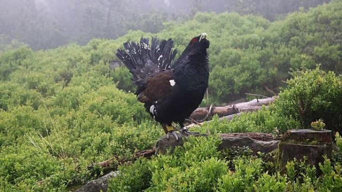 森林中capercaillie (Tetrao urogallus) 的细节