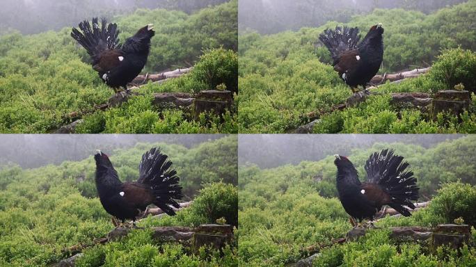 森林中capercaillie (Tetrao urogallus) 的细节