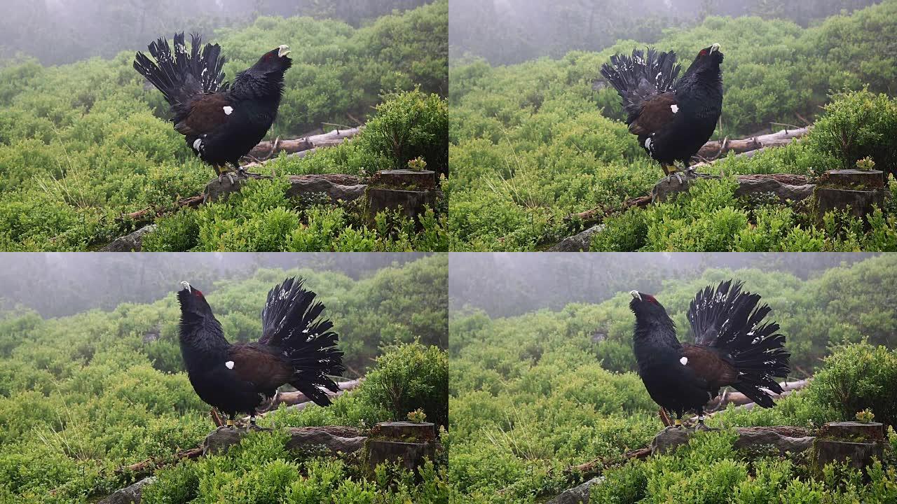 森林中capercaillie (Tetrao urogallus) 的细节