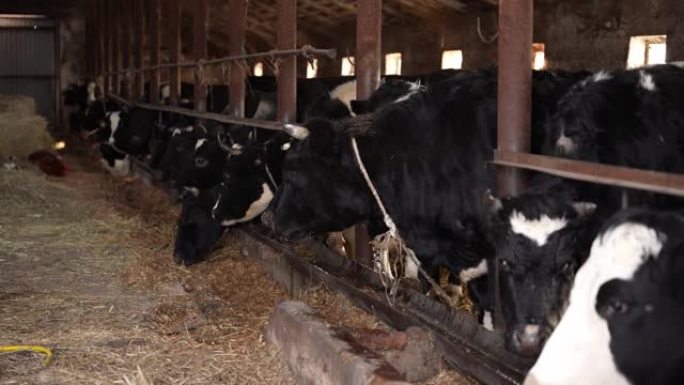 牛养殖。奶牛在农场吃稻草