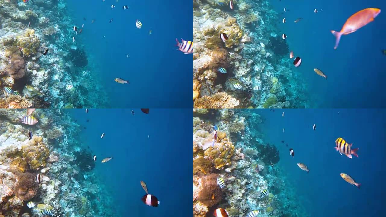 礁石上有各种硬、软珊瑚和热带鱼。马尔代夫印度洋。