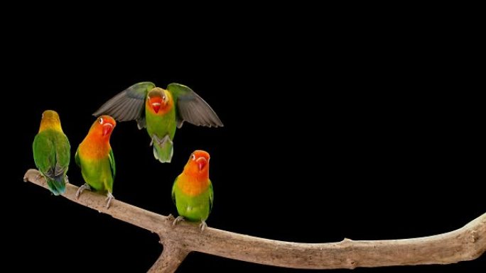 SLO MO Lovebird降落在其他鹦鹉之间狭窄的树枝上