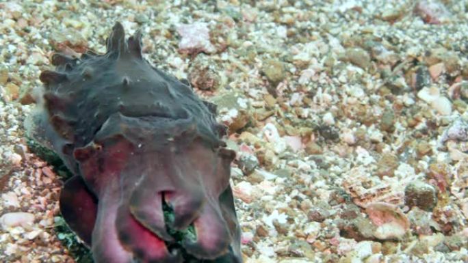 生动的墨鱼Metasepia pfefferi徘徊在海底。