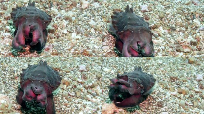 生动的墨鱼Metasepia pfefferi徘徊在海底。