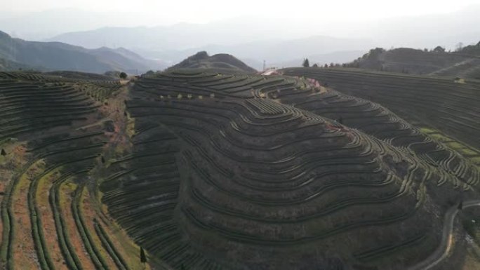 春季山区梯田茶园的高角度视图