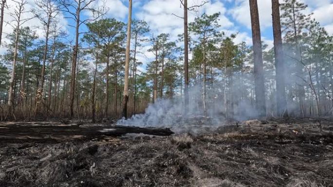 规定燃烧后的松林地面视图，用阴燃的原木和燃烧的线草
