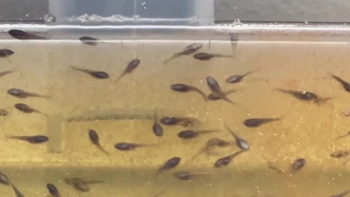 暹罗斗鱼幼鱼在水面上游泳，喂食幼盐水虾BBS，在澳大利亚新南威尔士州悉尼的水生植物中游泳