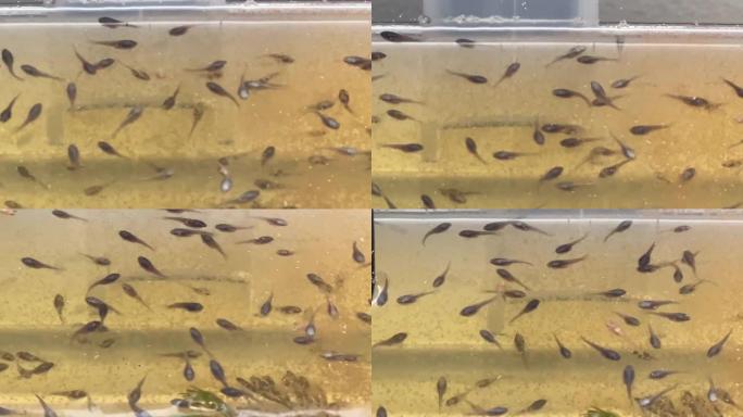 暹罗斗鱼幼鱼在水面上游泳，喂食幼盐水虾BBS，在澳大利亚新南威尔士州悉尼的水生植物中游泳