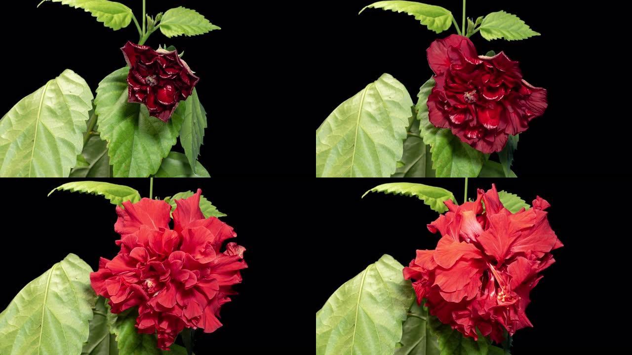 红色芙蓉开放毛圈花在树叶和黑色背景上的时间推移。花蕾张开，绽放成一朵大的 с rimson花