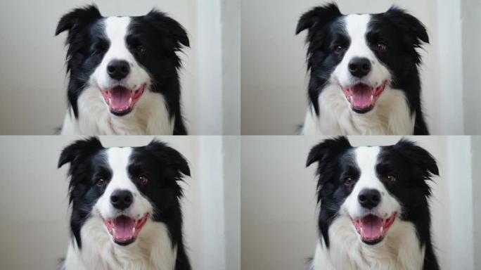 有趣的情感狗。白色背景上可爱的微笑小狗边境牧羊犬肖像。可爱的狗，有滑稽的脸。宠物动物生命概念。爱宠物