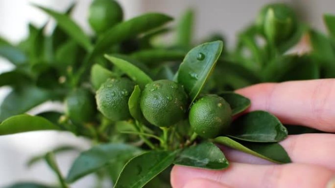 小雪铁龙。树在家里的锅里。室内植物护理