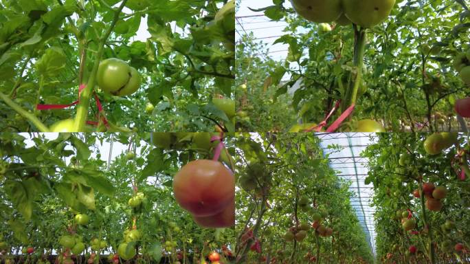 实拍温室大棚西红柿果实