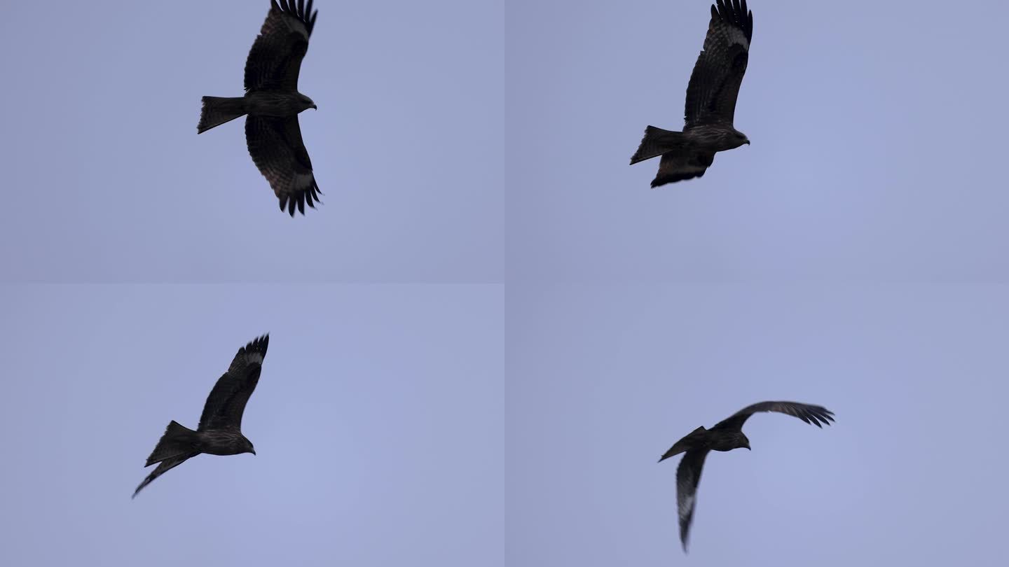 飞行的黑耳鸢、老鹰、麻鹰