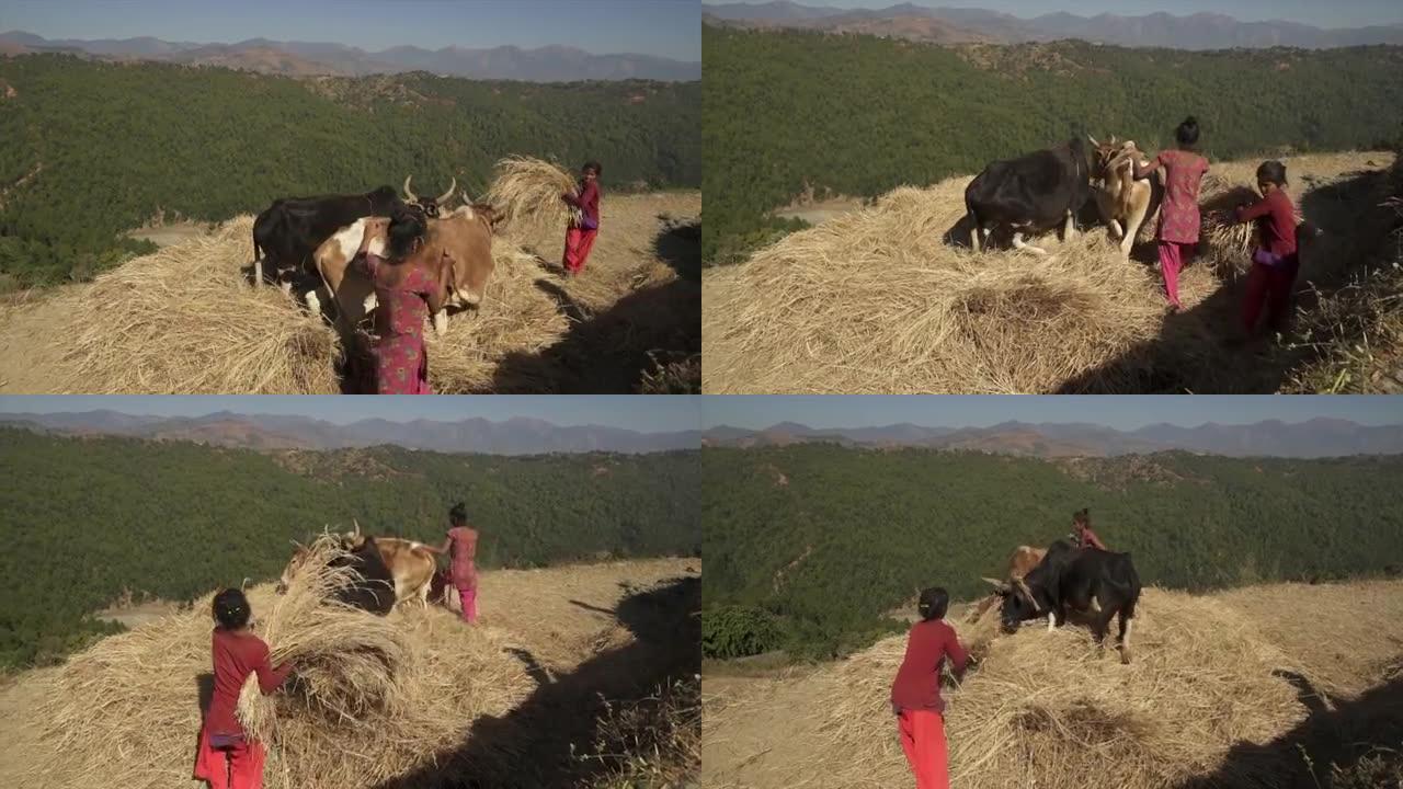 年轻的尼泊尔女孩放牛践踏干草