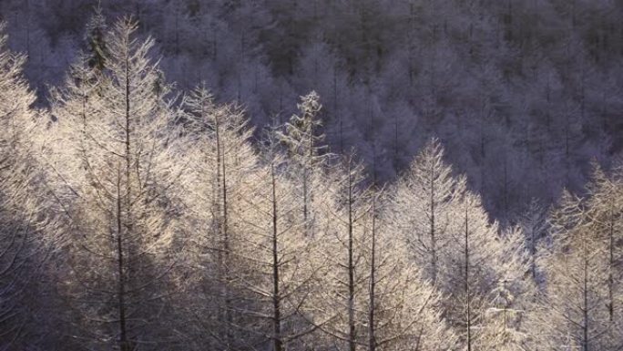 在一个寒冷的早晨，早晨的阳光照射在雾蒙蒙的冰树上。