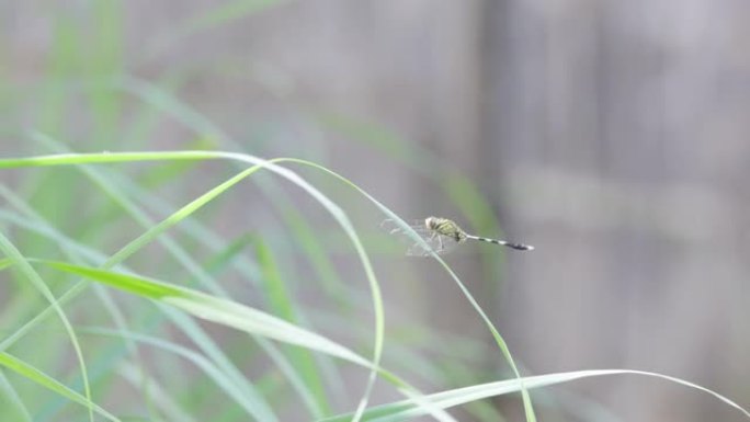 栖息在芦苇上的绿色蜻蜓或细长的撇渣器或绿色沼泽鹰 (orthetrum sabina)