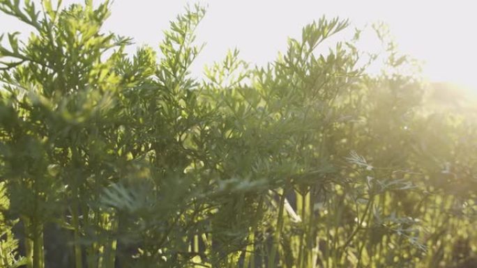 夏天的阳光下，绿色的胡萝卜灌木丛在田野中