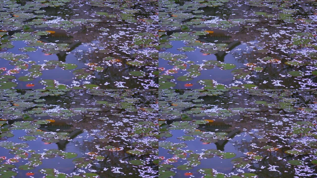 樱花花瓣和倒影的木筏。樱花花瓣和睡莲在水面上漂流。