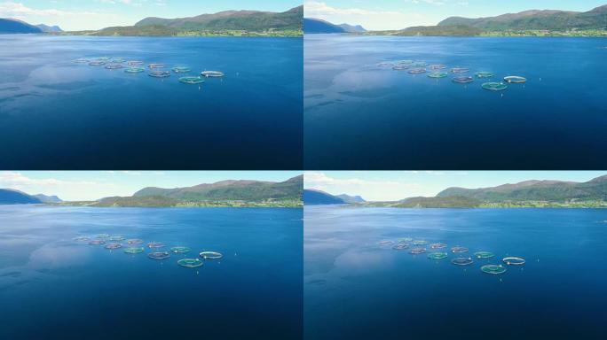 航拍镜头在挪威捕捞鲑鱼
