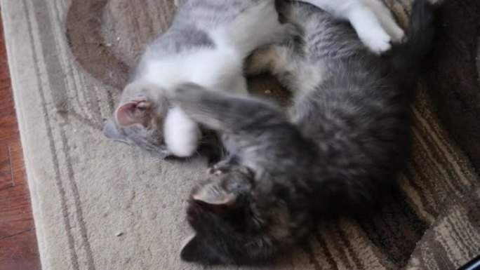 两只猫在地毯上战斗高角短毛猫和虎斑猫长毛