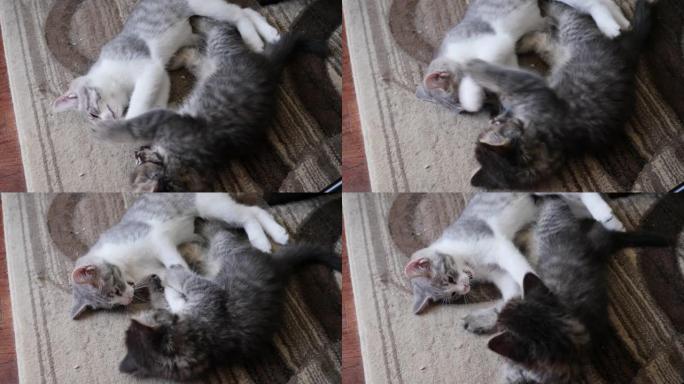 两只猫在地毯上战斗高角短毛猫和虎斑猫长毛