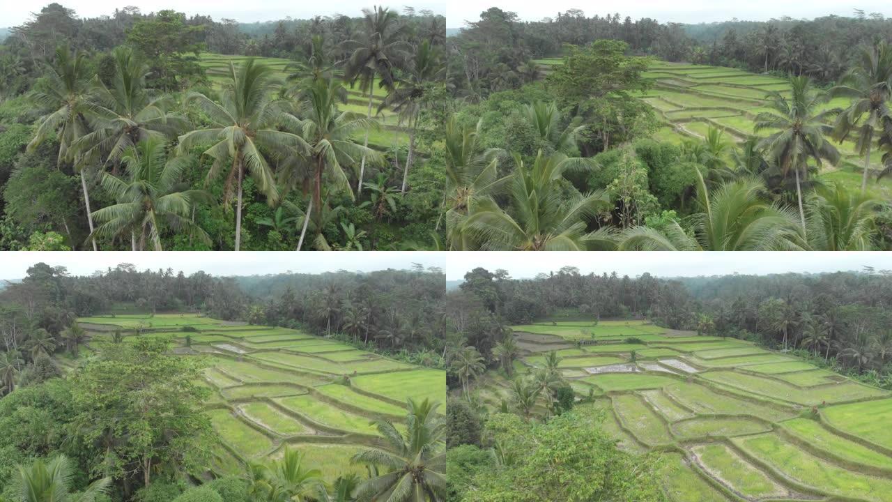海拔高的印度尼西亚巴厘岛乌布的水稻梯田照片
