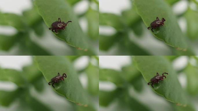 传染性寄生虫伊索地虫在绿叶上tick虫。