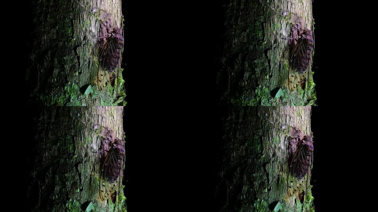 这只巨大的蝉在夜间爬树，在泰国的丛林中发现;它可以装在手掌里，发出刺耳的震耳欲聋的声音。