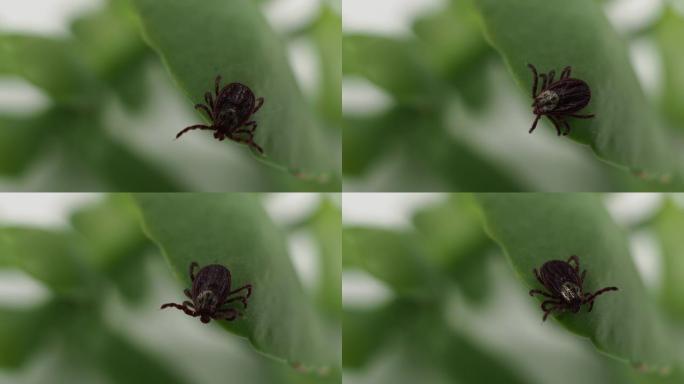 传染性寄生虫伊索地虫在绿叶上tick虫。