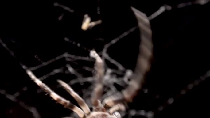 一只蜘蛛在吃之前爬上网来捕捉一只小昆虫。