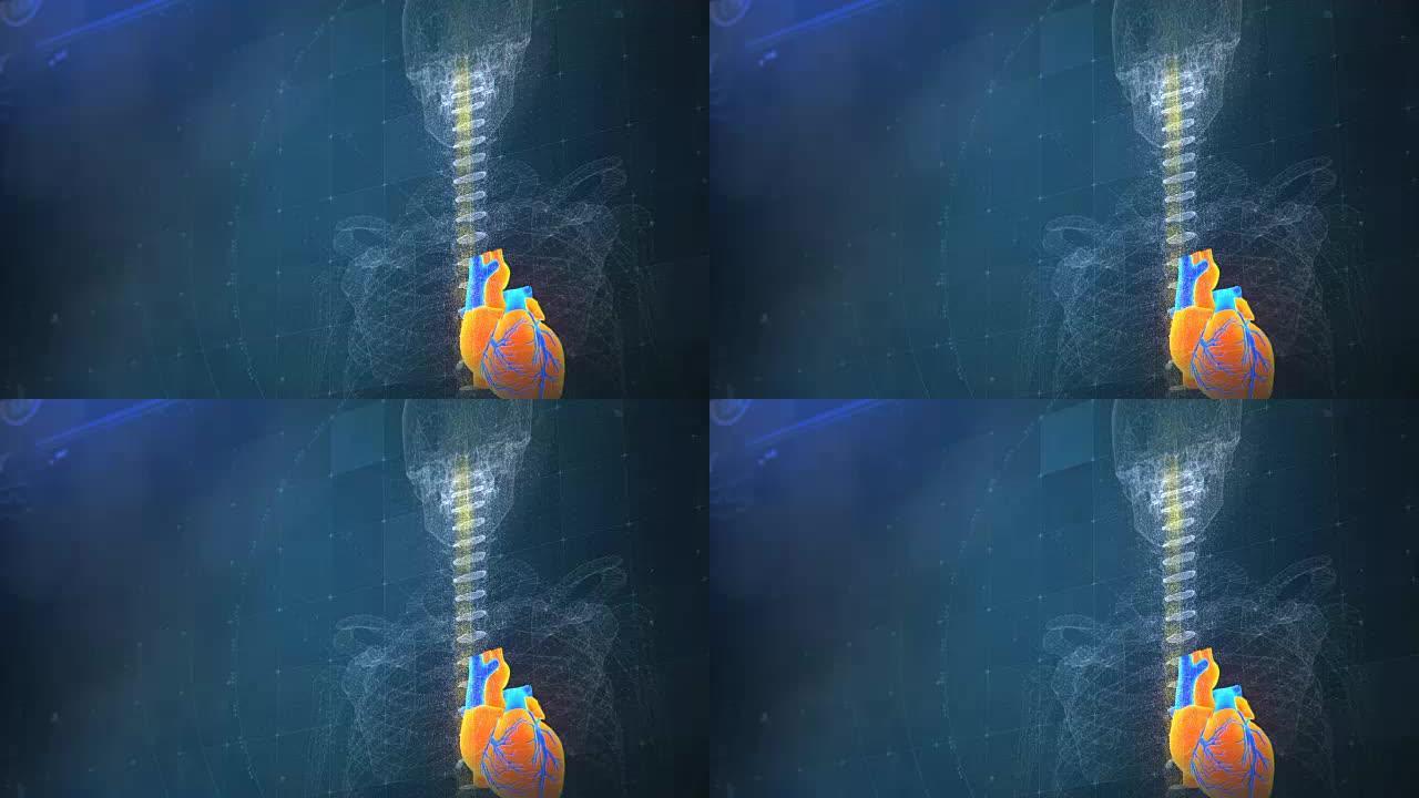 人体骨骼和心脏模型在屏幕上的预测冠心病