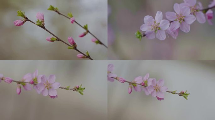 春天榆叶梅枝头花朵盛开唯美空镜头