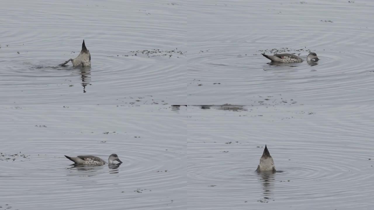 在水中喂食凤头鸭，Upending，乌斯怀亚，2023