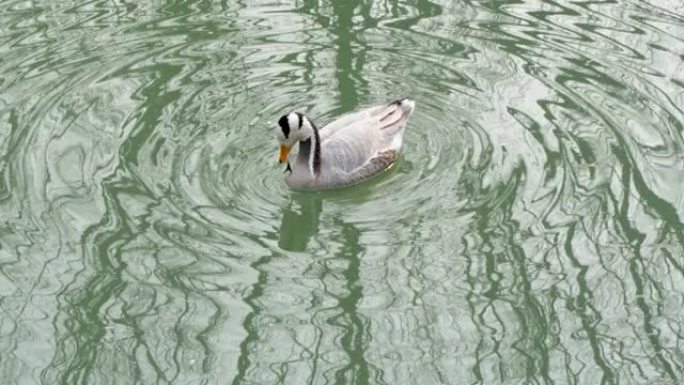 鸭子漂浮在水面上，发现了鹅