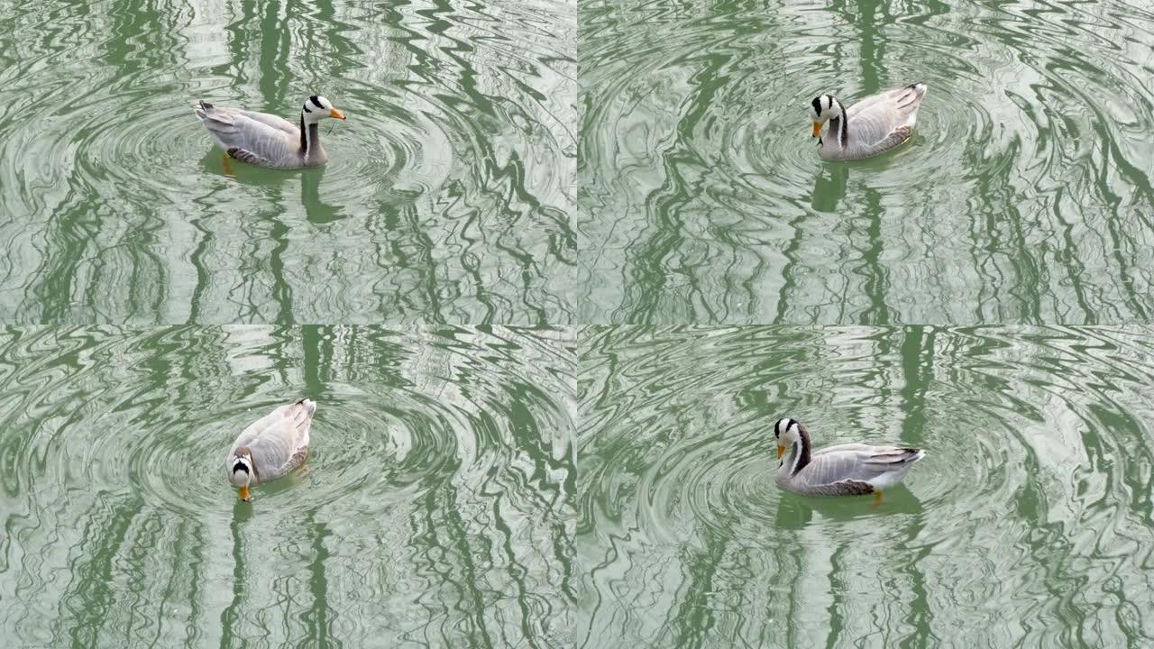 鸭子漂浮在水面上，发现了鹅
