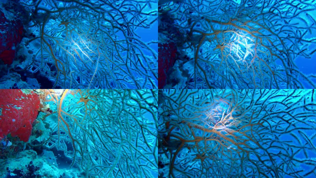 鞭子珊瑚