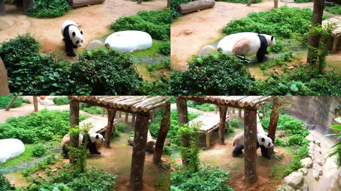 步行大熊猫